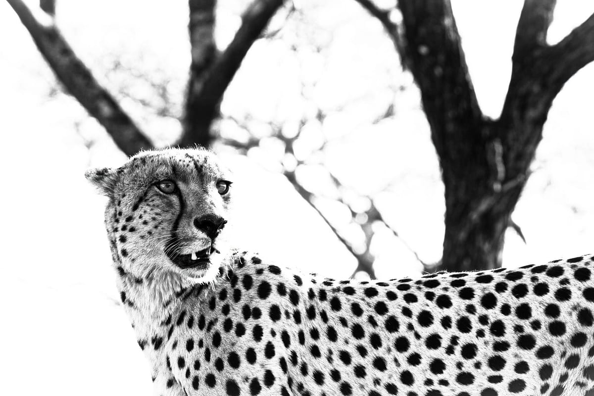 Kruger one of the last great natural paradises